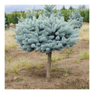 Read more about the article Picea Glauca Globosa
